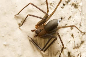 Ba lần phẫu thuật chân vì bị nhện độc cắn trên máy bay