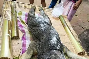 Con vật lai nửa trâu nửa cá sấu kỳ dị