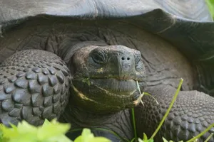 Phát hiện thêm loài rùa mới tại 'đảo rùa khổng lồ'