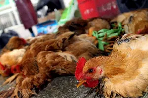 Trung Quốc: Một phụ nữ chết do nhiễm cúm gia cầm H5N6