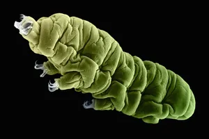 Hồi sinh thành công sinh vật sau 30 năm đông lạnh 