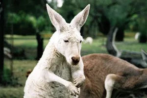 Dùng kangaroo 'đánh bom tự sát', thiếu niên Úc bị bắt giữ