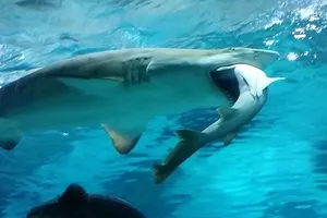 Cá mập ăn cá mập ở công viên nước Hàn Quốc