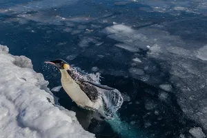 Tảng băng khổng lồ ‘bẫy chết’ 150.000 chim cánh cụt