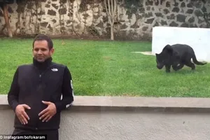 Đứng tim nhìn báo đen phóng như điện, vồ chủ ... đòi hôn