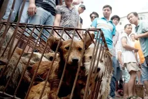 Trung Quốc cam kết ‘dẹp tiệm’ lễ hội thịt chó