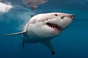 Đứng tim với thợ lặn tay không hạ gục cá mập trắng