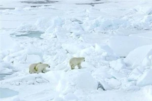 Năm nhà khoa học Nga kẹt gần nửa tháng vì gấu Bắc Cực