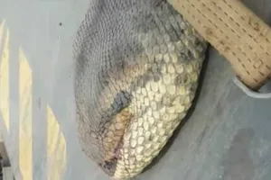 Trăn khổng lồ 10m khiến công nhân Brazil khiếp vía