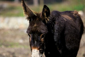 Trung Quốc: Giết hàng triệu con lừa để chế ‘tiên dược’