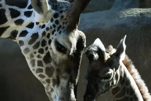 Hươu cao cổ có nguy cơ tuyệt chủng