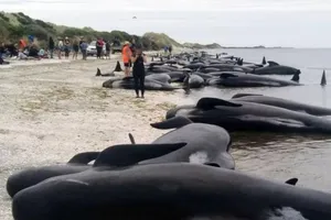 Hơn 400 cá voi mắc cạn bí ẩn trên bờ biển New Zealand