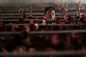 Trung Quốc khẩn cấp đóng cửa chợ gia cầm vì H7N9