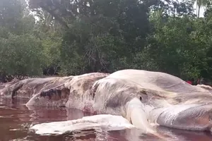 Giải mã bí ẩn sinh vật biển khổng lồ dạt vào Indonesia