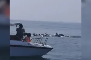 Thú vị: Hàng trăm con cá heo xuất hiện ở bờ biển Hội An