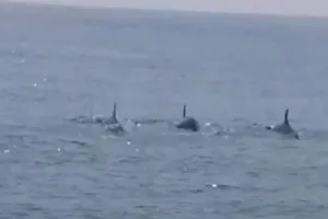 Cá heo xuất hiện ở bờ biển Hội An là tín hiệu đáng mừng