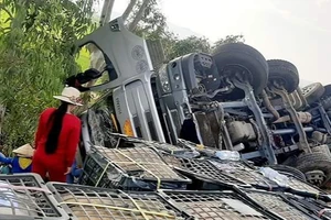 Hàng tấn cam đổ xuống ruộng, người dân chung tay nhặt giúp 