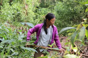 Đi thăm rừng, tá hỏa phát hiện hàng ngàn cây keo bị chặt phá