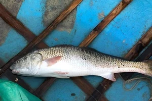 Ngư dân bắt được cá quý nghi sủ vàng