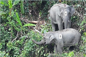 Phát hiện 1 voi con khoảng 1 tuổi