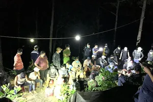 41 con bạc chơi xóc dĩa trong rừng giữa mùa dịch