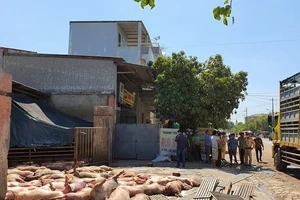 Xe tải chờ 86 con heo chết vào một lò mổ ở TP Huế (Thừa Thiên Huế). Ảnh: ND