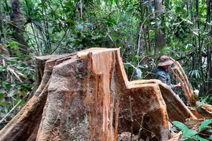 1 Hạt trưởng hạt Kiểm lâm và gia đình bị đe doạ