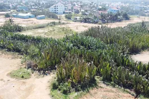 Quảng Nam xin chuyển 1 ha rừng dừa nước sang làm khu đô thị