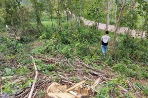 Dọn cây khu di tích Mỹ Sơn sau bão, cưa nhầm cây dân trồng