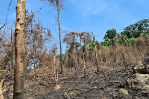 Ảnh: BQL rừng phòng hộ đốt thực bì, đốt cả rừng tự nhiên