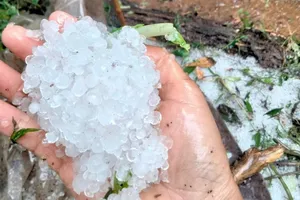 Quảng Nam: Mưa đá phá hỏng nhiều vườn Sâm Ngọc Linh