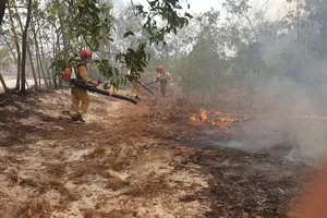 Quảng Nam: Cháy hàng chục hecta rừng phòng hộ ven biển