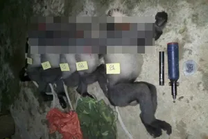 5 con Voọc Chà vá chân xám có tên trong sách đỏ bị bắn chết