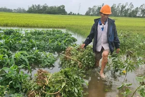 Miền Trung mưa lớn bất thường, lúa và hoa màu ngã đổ la liệt