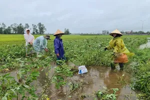 Quảng Nam: Sở NN&PTNT và 10 địa phương bị kiểm điểm trách nhiệm