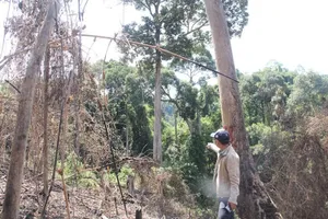 Quảng Nam có báo cáo cụ thể vụ hơn 2.800 ha rừng tự nhiên bị giảm 