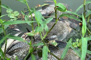 Nước biến thành màu đen làm cá chết hàng loạt trên sông