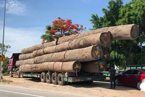 Tạm giữ xe đầu kéo chở 83 m3 gỗ lim 