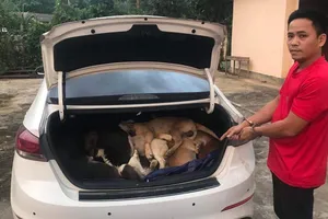 Khởi tố người từng là giám đốc đi ô tô trộm 38 con chó