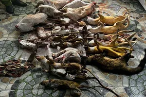 Phát hiện 2 tụ điểm tàng trữ số lượng lớn động vật hoang dã