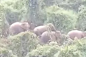 5 cá thể voi xuất hiện ở rừng Quảng Nam