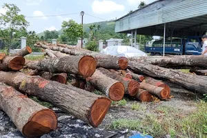 Làm vỉa hè đốn hạ hàng cây Sao đen 15 năm tuổi