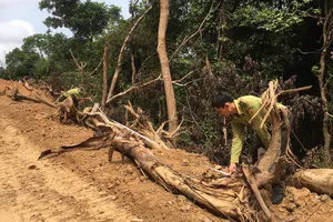 Phó Thủ tướng yêu cầu Quảng Ngãi xác minh vụ phá rừng tự nhiên để làm đường