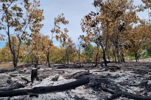 Quảng Nam lý giải việc đốt lửa trong rừng phòng hộ để diễn tập chữa cháy 