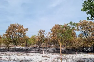 Lãnh đạo Quảng Nam sẽ kiểm tra vụ ‘đốt rừng phòng hộ để diễn tập chữa cháy’