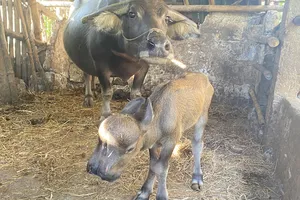 Trâu mẹ đẻ nghé con có 2 đầu, 2 miệng, 2 mũi