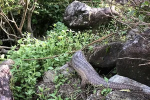 Thả tê tê quý hiếm về rừng tự nhiên. Ảnh: CTV