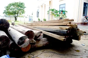 Bí thư Huyện uỷ Phước Sơn Đoàn Văn Thông yêu cầu giải trình vụ 'gỗ chưa rõ nguồn gốc' trên đất của Trưởng phòng Nội vụ huyện. Ảnh: TN