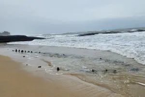 Cơ quan chuyên môn sẽ lấy mẫu đồng vị cacbon để xác định niên đại con tàu cổ vừa phát hiện ở Hội An. Ảnh: TN