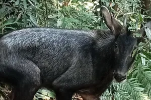 Cá thể sơn dương quý hiếm dính bẫy của người dân đi săn. Ảnh: LHS